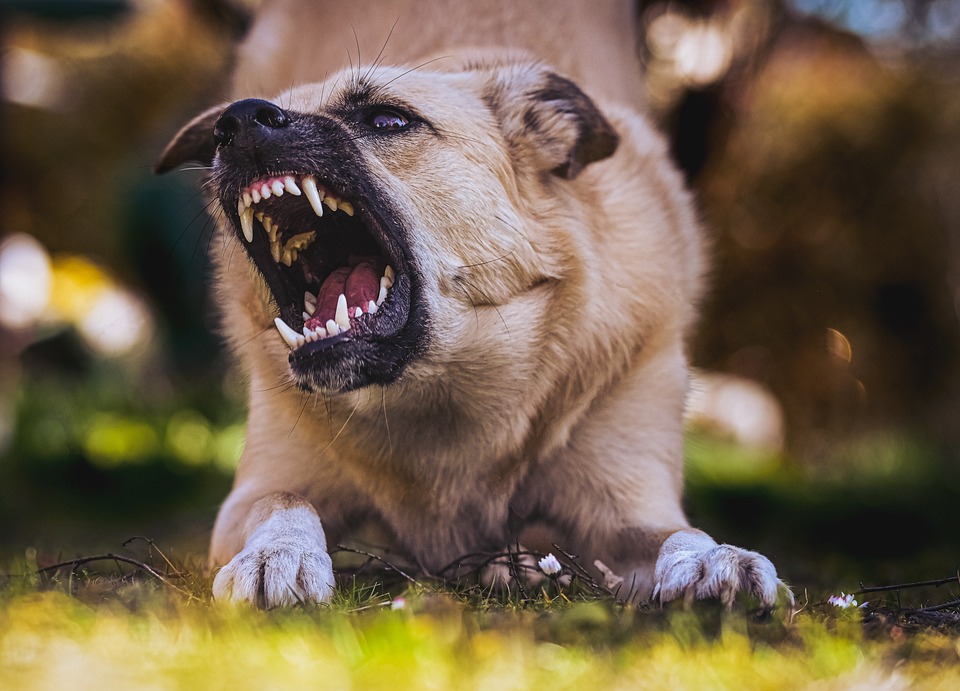 Dog Attack Victims Can Benefit from Hiring a Dog Bite Lawyer